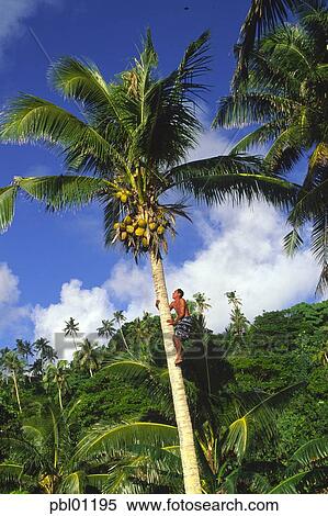 Man climbing coconut tree, Upolu, Samoa Stock Photography | pbl01195