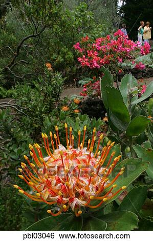 Pincushion Protea Kula Botanical Gardens Maui Hawaii Stock