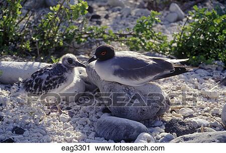 Swallow Tailed カモメ Creagrus Furcatus で ひよこ タワー 島 ガラパゴス 島 エクアドル ストックイメージ Eag3301 Fotosearch