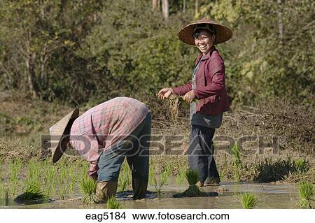 ラオス人 女性 植物 米 近くに 村 の 禁止令 Xao 近くに Luang Brobang ラオス ピクチャー Eag5184 Fotosearch
