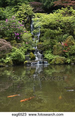 A Waterfall Koi Pond In A Rhododendron Forest At The Portland Japanese Garden Considered The Most Authentic Outside Of Japan Portland Oregon Stock Image Eag6523 Fotosearch