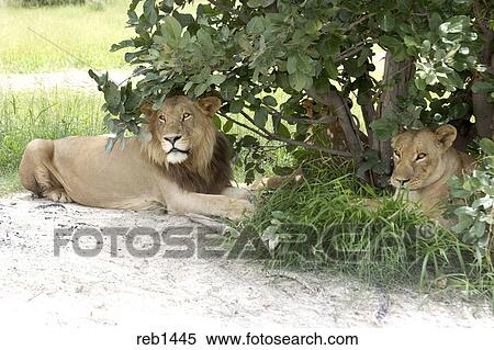 Lowe Lowin Basierend Unter Busch Stock Fotografie Reb1445 Fotosearch