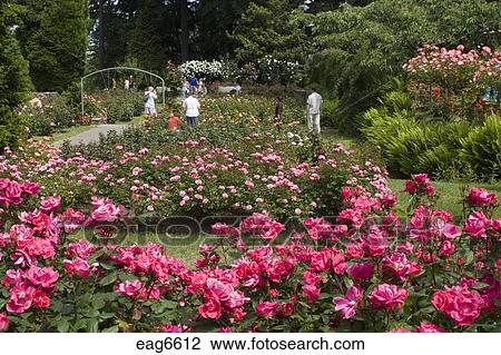 Many Tourists Visit The Portland Rose Garden Also Known As The