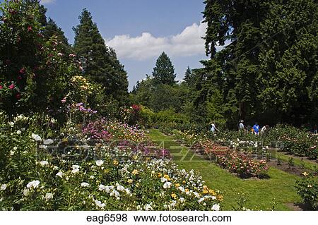 The Portland Rose Garden Also Known As The International Rose Test