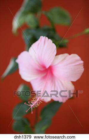 Rose Hibiscus Fleur Sur Arrière Plan Rouge Banque De Photo