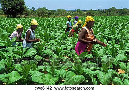 アフリカ 女性 囲まれる 横列 の タバコ 植物 上に ﾌﾟﾗﾝﾃｰｼｮﾝ 中に ジンバブエ ストックイメージ Cwe6142 Fotosearch