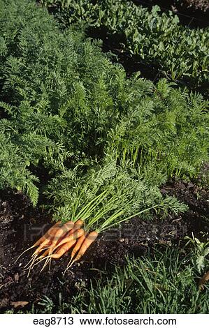 esalen grown organically carrots sur institute california garden big fotosearch