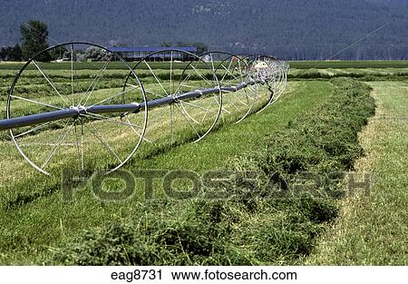 medicago raked sativa alfalfa fotosearch