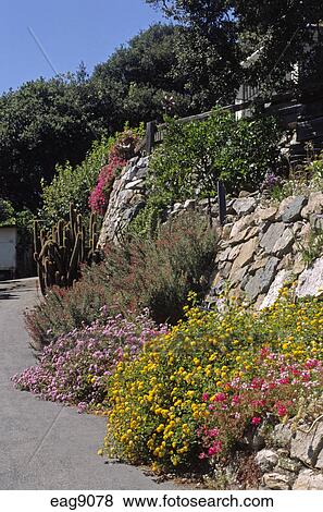 Yellow Purple And Red Blooming Lantana Plants Mixed With
