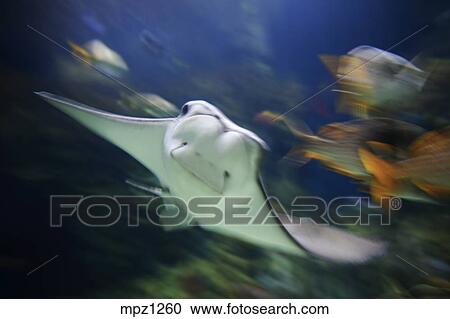 Race A Oceanographic Aquarium Valence Espagne Banque D Image Mpz1260 Fotosearch