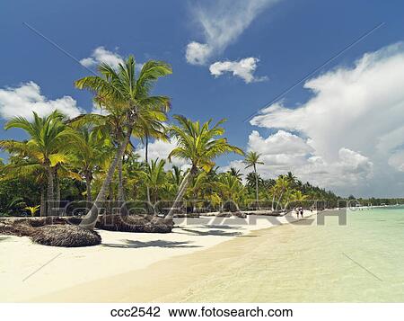 Dominikanische Republik Punta Cana Bavaro Palmenstrand Weiss Sandiger Strand Gegenuberstehen See Stock Bild Ccc2542 Fotosearch