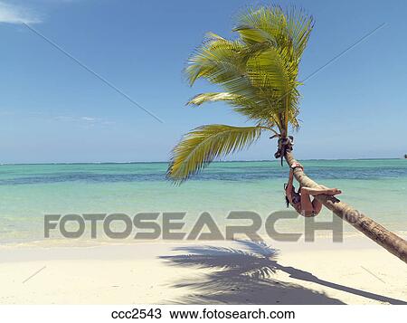 Dominikanische Republik Punta Cana Bavaro Sandstrand Palme Weiss Sandiger Strand Gegenuberstehen See Mit Junge Frau Kletternder Baum Stock Bild Ccc2543 Fotosearch