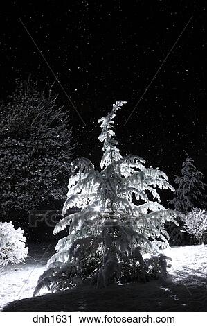 Backlit شجرة الأرز ليل At ب تساقط الثلج تهدم ألبوم الصور
