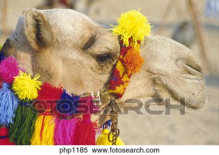 ラクダ 頭 で 装飾用である 明るい 有色人種 毛織りである Bridle Egypt ストックフォト 写真素材 Php1185 Fotosearch