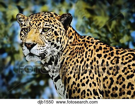 ヒョウ ジャガー ヘッド アンド ショルダー ストックイメージ Djb1550 Fotosearch