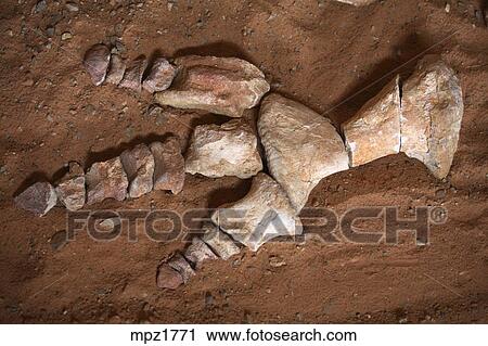 gobi desert dinosaur fossils