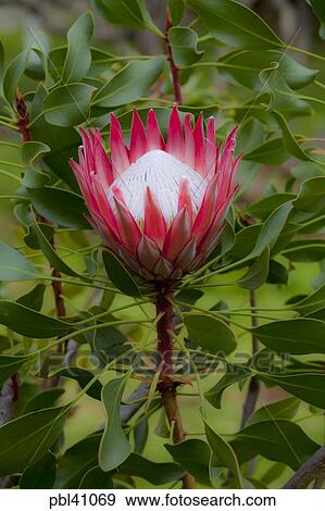 Kula Botanical Garden Protea Flower Upcountry Maui Hawaii Stock