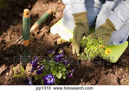 Mature Woman Gardening In Backyard Planting Flowers And Plants