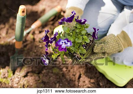 Mature Woman Gardening In Backyard Planting Flowers And Plants