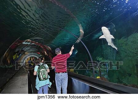 shark bridge adventure aquarium