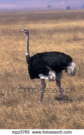Ostrich (Struthio camelus) crossing the road, Tanzania ...