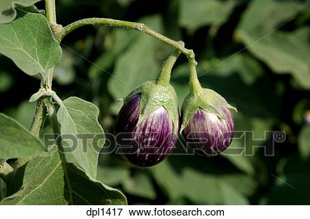 Picture of Vegetables, Brinjal, Aubergine egg plant on ...