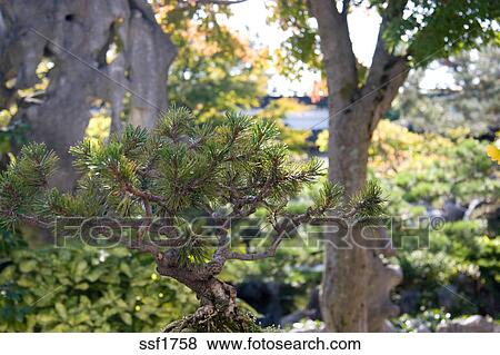 Bonsai Pine Tree At Chinese Garden Dr Sun Yat Sen Gardens