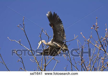 Großer blauer reiher, mit, riesig, flügeln, ausgestreckt, sehen, a, ort