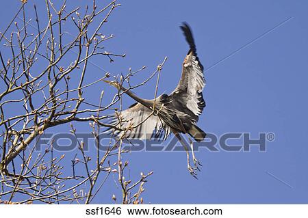 Großer blauer reiher, mit, riesig, flügeln, ausgestreckt, über, landen