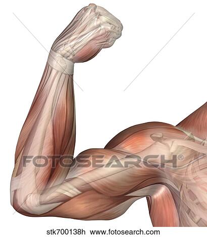 イラスト の A 曲げられた 腕 提示 人間 Bicep Muscle スケッチ Stkh Fotosearch