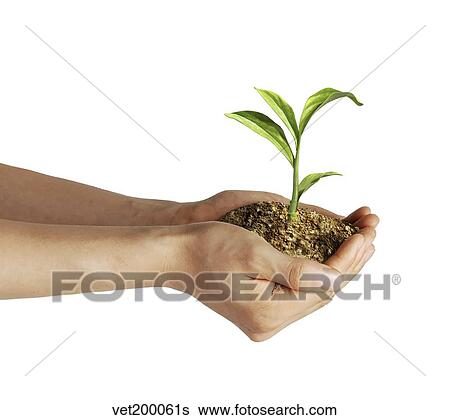 人間の手 保有物 土壌 で A わずかしか 成長する 緑 Plant イラスト Vet0061s Fotosearch