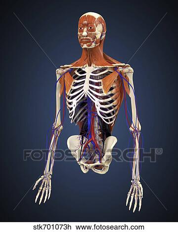 人間 上体 提示 骨 筋肉 そして 循環 System スケッチ Stkh Fotosearch