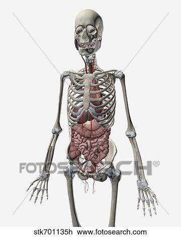 人間 骨格システム で 器官 の 消化器系統 Visible スケッチ Stkh Fotosearch
