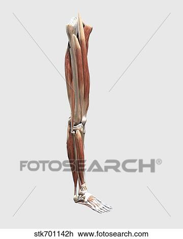 医療のイラスト の 人間の行程 筋肉 骨 そして Joints スケッチ Stkh Fotosearch