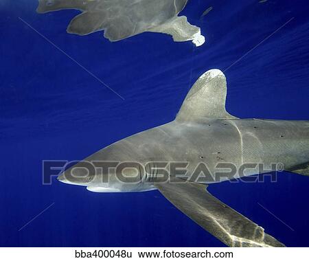 大洋性 Whitetip サメ で 背びれ 反射 画像コレクション au Fotosearch