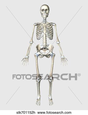 新鮮な人体 骨 イラスト 無料 かわいいディズニー画像