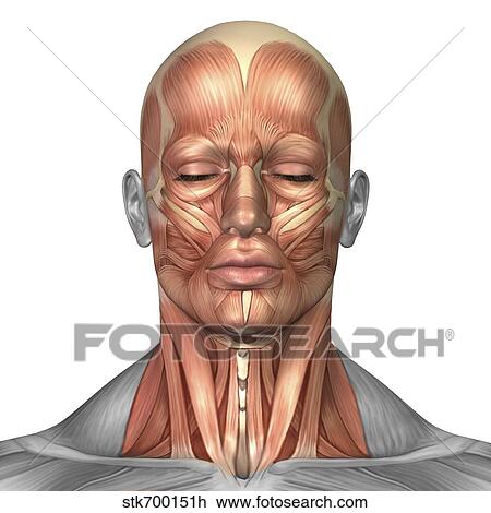解剖学 の 人間の顔 そして 首の筋肉 前部 ビュー スケッチ Stkh Fotosearch