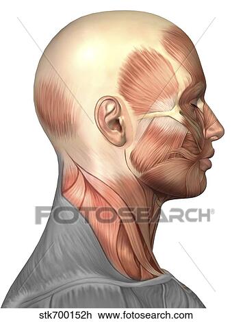 解剖学 の 人間の顔 筋肉 側 ビュー スケッチ Stkh Fotosearch