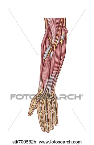 解剖学 の 人間 前腕 筋肉 海原 前である ビュー スケッチ Stk7005h Fotosearch