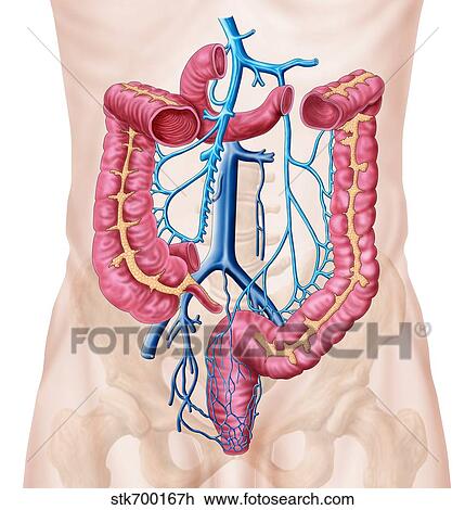 解剖学 の 人間 腹部 静脈 System スケッチ Stkh Fotosearch