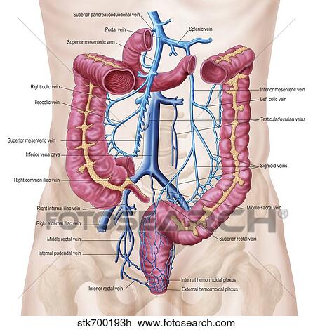 解剖学 の 人間 腹部 静脈 System スケッチ Stkh Fotosearch