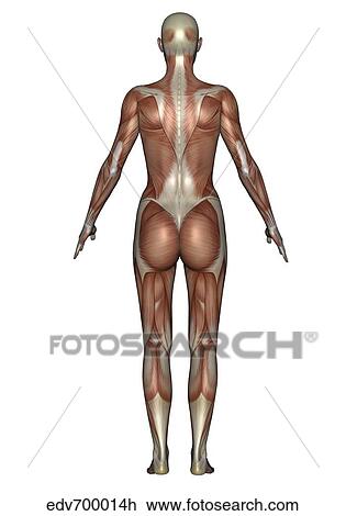 解剖学 の 女性 筋肉 システム 背中 ビュー スケッチ Edvh Fotosearch