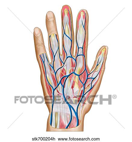 無料イラスト画像 最新解剖学 イラスト 無料