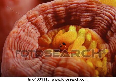 1 cm yellow tube polyp with a small macroscopic Isopod feeding on it. View Large Photo Image Stock Photograph - 1 cm yellow tube polyp with a small macroscopic Isopod feeding on it.. Fotosearch