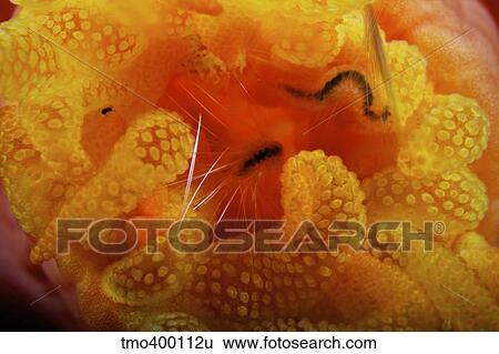 Stock Photograph - 1 cm yellow tube polyp with a small macroscopic Isopod feeding on it.. Fotosearch