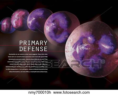 3D illustration of hematopoiesis of white blood cells. View Large Illustration Drawing - 3D illustration of hematopoiesis of white blood cells.. Fotosearch