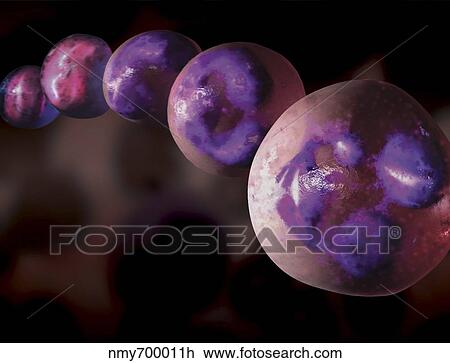 3D illustration of hematopoiesis of white blood cells. View Large Illustration Drawing - 3D illustration of hematopoiesis of white blood cells.. Fotosearch