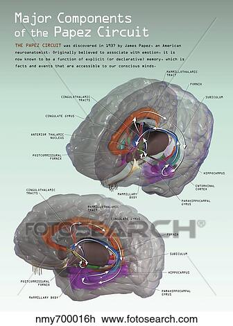 3D illustration of the Papez Circuit in human brain. View Large Illustration Drawing - 3D illustration of the Papez Circuit in human brain.. Fotosearch