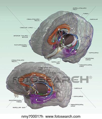 3d Illustration Of The Papez Circuit In Human Brain Drawing
