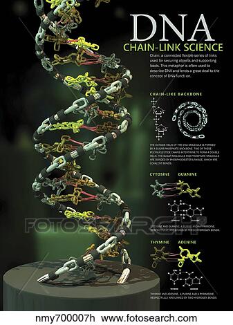 3D poster illustration of DNA components functionally compared to a chain link. View Large Illustration Drawing - 3D poster illustration of DNA components functionally compared to a chain link.. Fotosearch